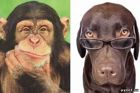Собаки оказались умнее обезьян
