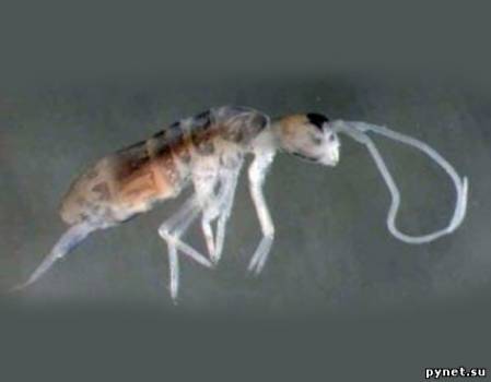 В горах Западного Кавказа обнаружен новый вид насекомых