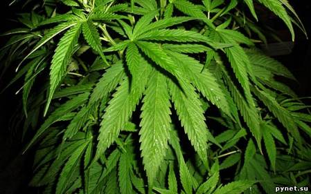 Ученые выведут «медицинскую» марихуану 1