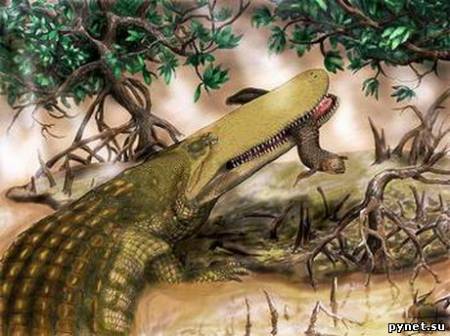 Исследованы останки древнейшего предка крокодилов 1
