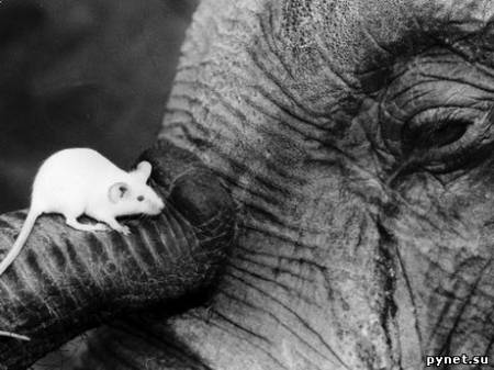Ученые измерили скорость превращения мыши в слона 1