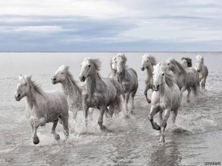 Самые популярные фотографии от National Geographic за июль 2012 6