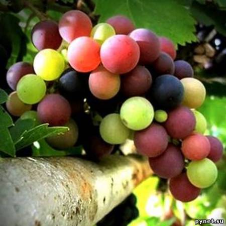 Виноград, виноград…Он излечит от простат 1