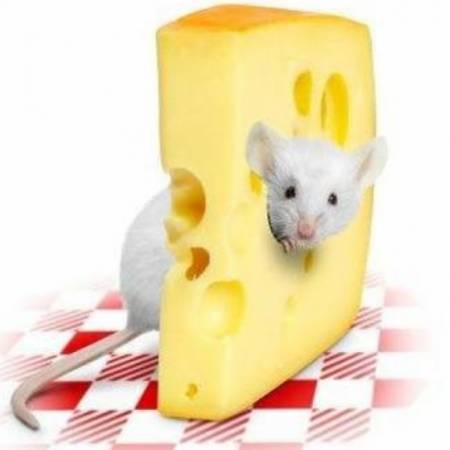 Для здоровья отменного ешь сыр непременно