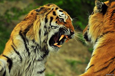 За последние 20 лет численность тигров в дикой природе снизилась на 96,8%