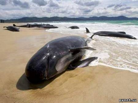 У берегов Ирландии произошло массовое "самоубийство" черных дельфинов. Изображение 1