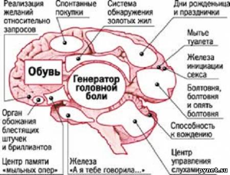 Женский мозг 