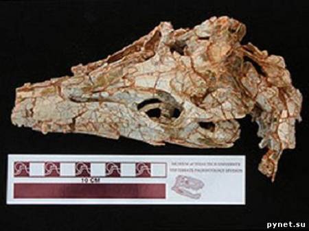Ученые обнаружили предка современных крокодилов