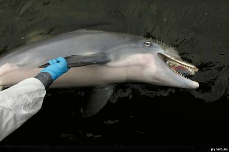 В Мексиканском заливе массово гибнут дельфины. Изображение 1