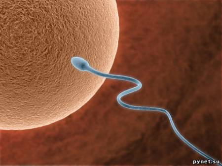 Искусственная сперма – настоящая!?. Изображение 1