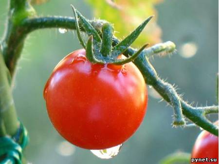 Итальянские помидоры против рака