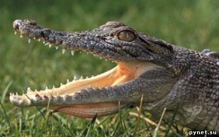 Индийская перепись крокодилов