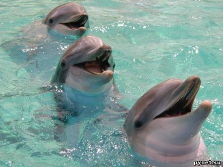 Дельфины - личности
