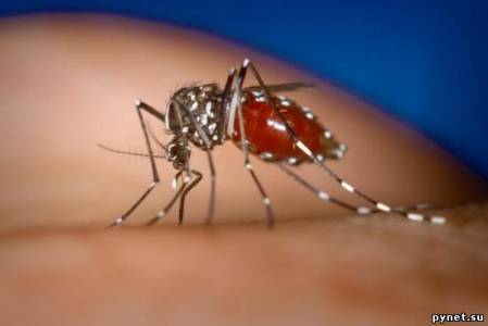 Вертолетами на комаров. Изображение 1