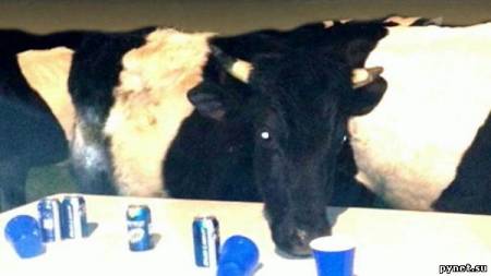 Девушки, пиво и коровы Боксфорда. Изображение 1