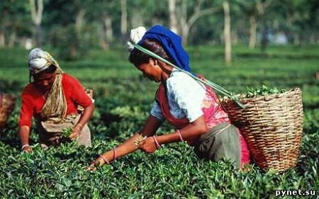 Индия объявит чай своим национальным напитком