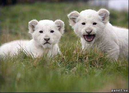 В ялтинском зоопарке «Сказка» родились пять редких белых львят. Изображение 1