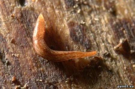 В Великобритании найден новый вид плоского червя