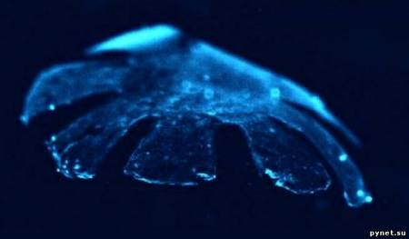 Medusoid - полноценная имитация медузы. Изображение 1