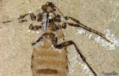 Найдено древнейшее ископаемое насекомое