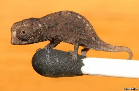 Найдены самые маленькие рептилии в мире