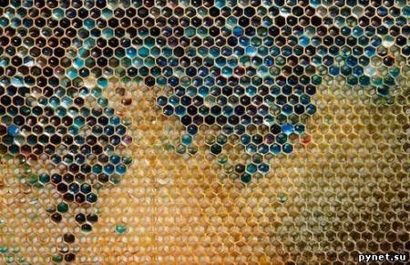 Во Франции пчелы делают мед из M&M’s