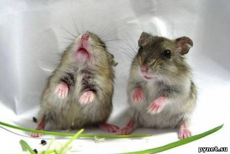 Ученые обнаружили у мышей способность обучаться пению
