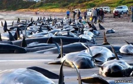 Выбросившихся на берег чёрных дельфинов спасают в Новой Зеландии. Изображение 1