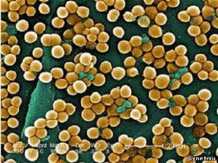 Бактерии помогают бороться с инфекционными заболеваниями