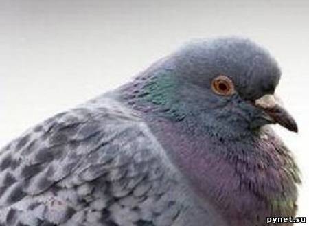 Почтовые голуби быстрее интернета